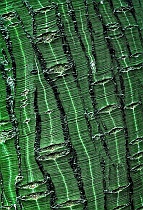 B & W & Green Bark Pattern